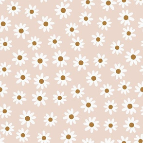 blush daisies