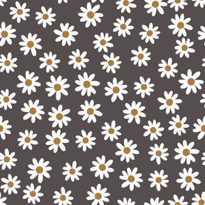 ash daisies