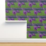 Purple Cows - large