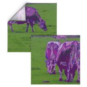 Purple Cows - large