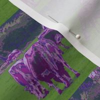 Purple Cows