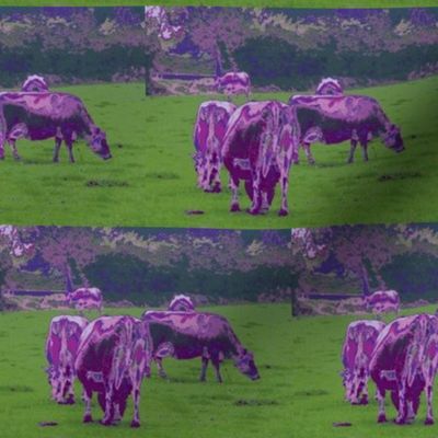 Purple Cows