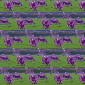 Purple Cows