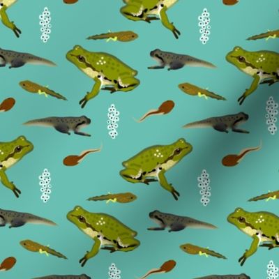 Pacific Chorus Frog Life Cycle,  Teal