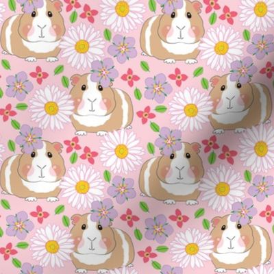 medium guinea pigs with white gerber daisies on pink