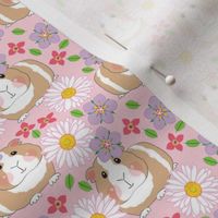 small guinea pigs with white gerber daisies on pink
