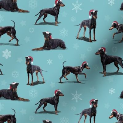 The Christmas Manchester Terrier