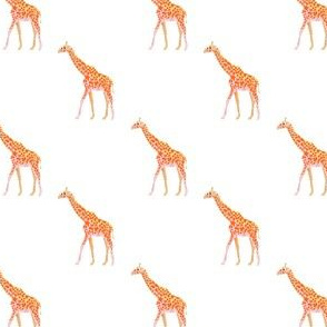 Lil' Giraffes