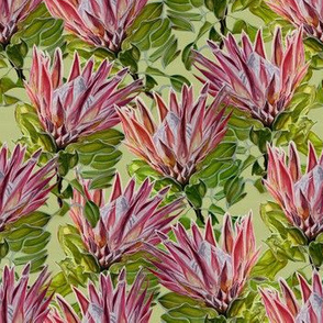 Proteas forever in pink and green small