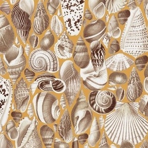 medium seashells on ochre