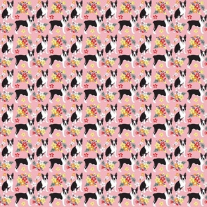 Boston Terrier dogs  pink background with small white, orange, yellow, and red flowers
