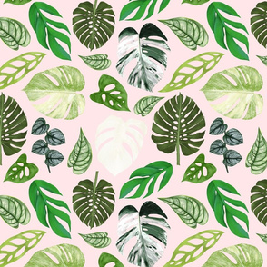 Monstera Foliage - 12