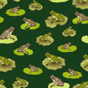 Pacific Chorus Frogs, Forest