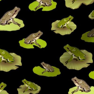 Pacific Chorus Frogs, Black