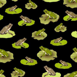 Pacific Chorus Frogs, Black