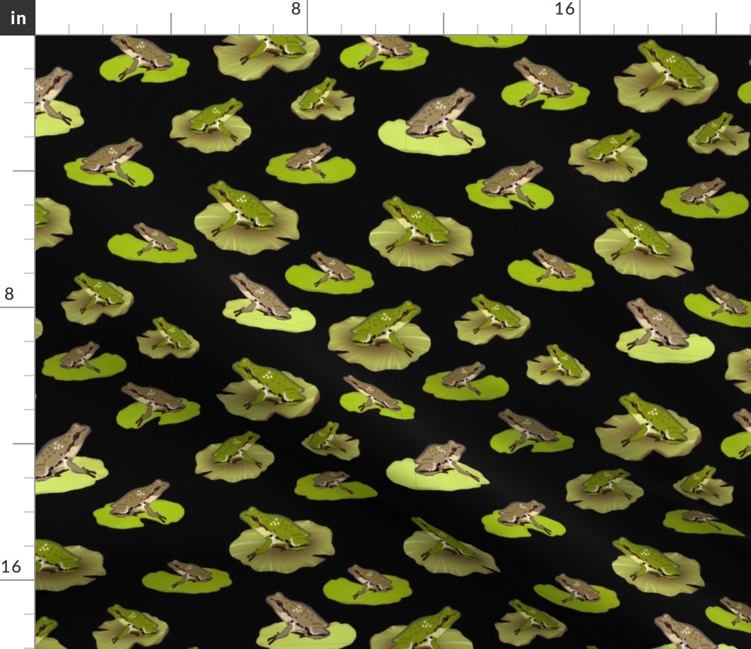 Pacific Chorus Frogs, Black