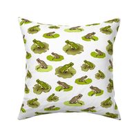 Pacific Chorus Frogs, White