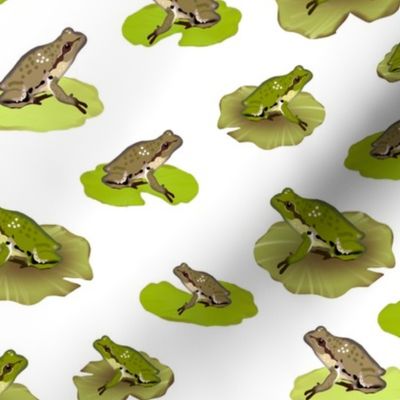 Pacific Chorus Frogs, White