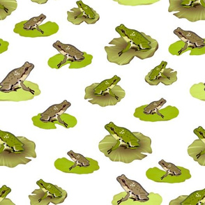 Pacific Chorus Frogs, White