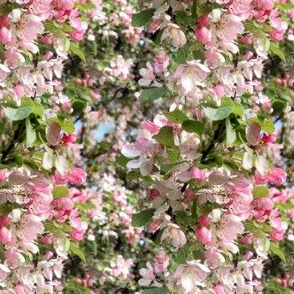 Pink apple blossom print 