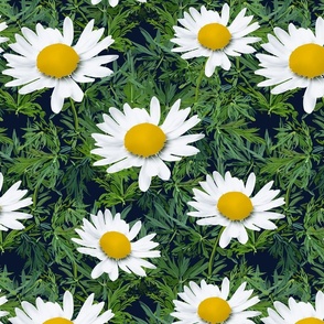 Hand Painted Hyper Realism - Daisy Delight - Colors Found In Nature