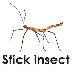 stick insect  - 6" panel