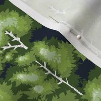 green spring birch tree forest small