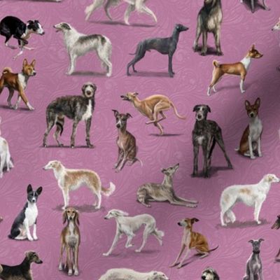 Sighthounds in Pink