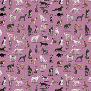 Sighthounds in Pink