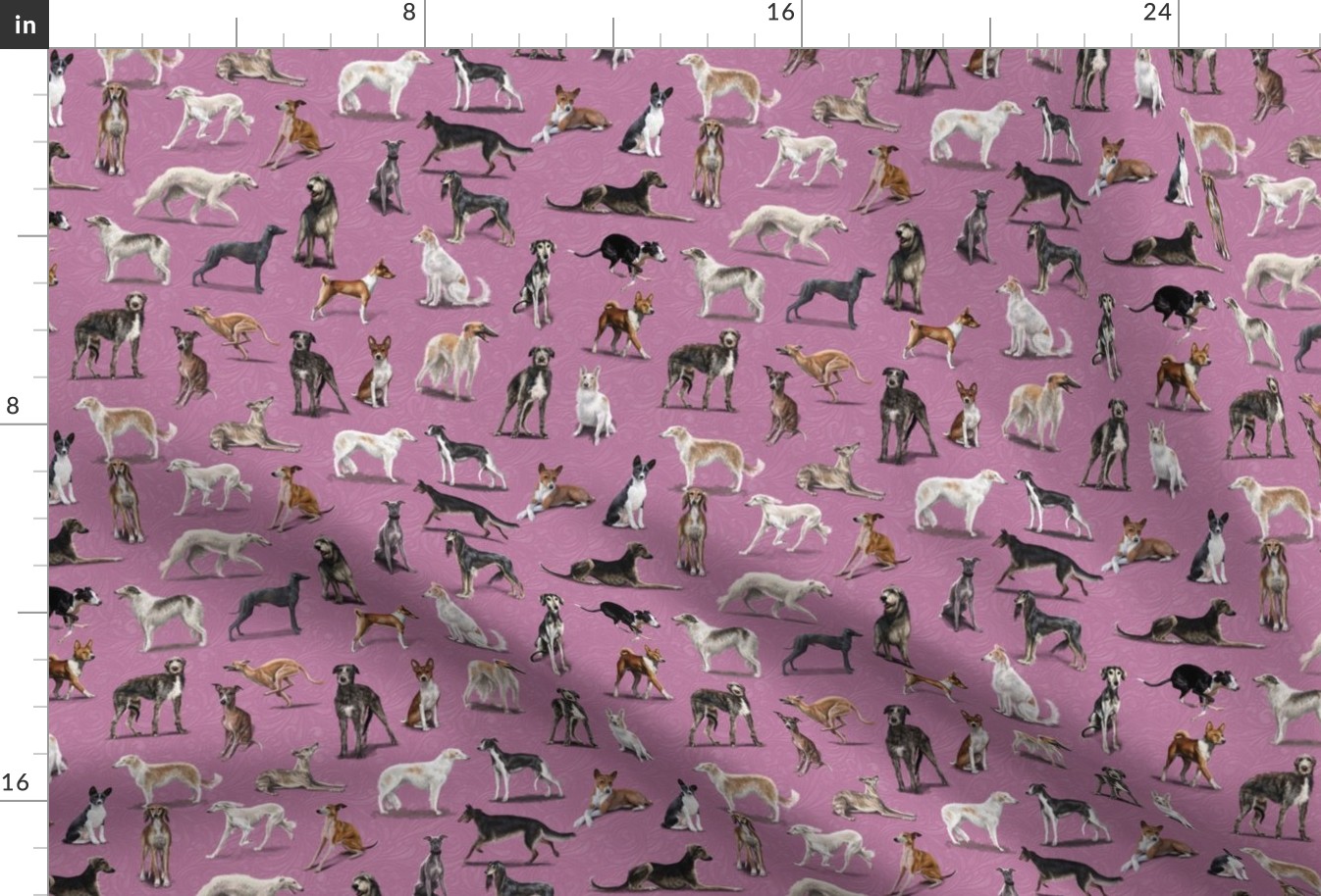 Sighthounds in Pink