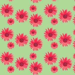 Red Daisy on green