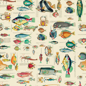 Multicolor Fish And Sea Life Illustration Smaller Scale