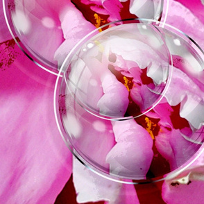 PINK PEONIES WITH BUBBLES