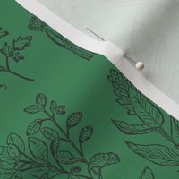 herb botanical drawings -dark green - medium