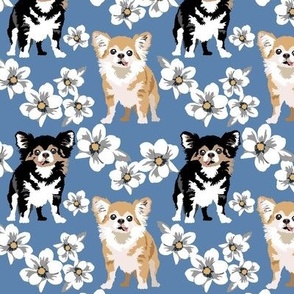 Chihuahua Dogs blue cute toy dog puppy magnolia white flowers dog floral fabric