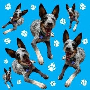 ACD and Paws