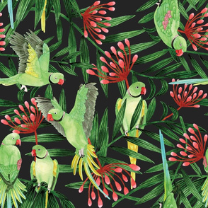 Tropical ring neck parrots