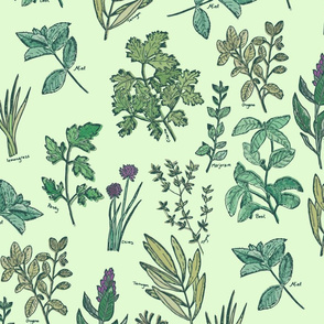 herb botanical drawings - colored - large