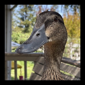 Sheba the Duck 18” FAY