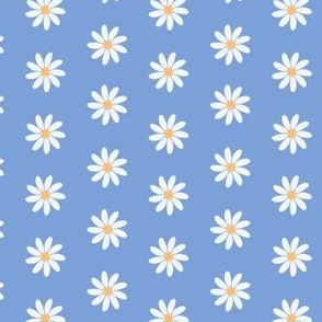 Daisy flower in cornflower blue