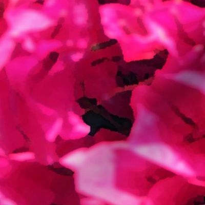  Bougainvillea flowers