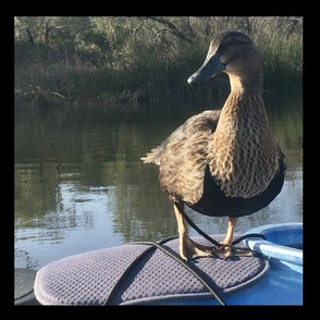 Sheba Rides the Napa River 9”