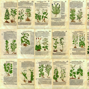 304-5 The Herbal Garden of  Hieronymus Bock - 1 yd