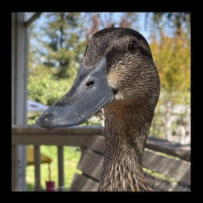 Sheba the Duck 9”