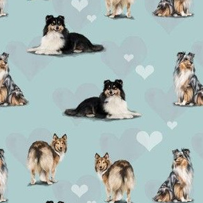 The Shetland Sheepdog Blue