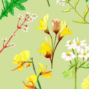 Medium Yellow and White flowers on green, meadow flower fabric