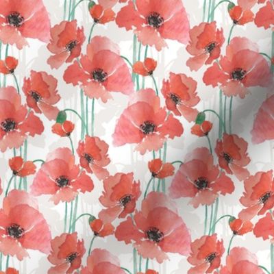 Red Watercolour Poppies on White Background