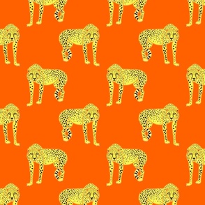 Wild Cheetahs! - tangerine orange, medium 
