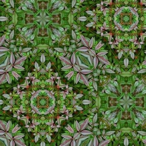 Nandina abstract mandala, kaleidoscope