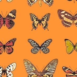 The Butterflies - Orange Dream